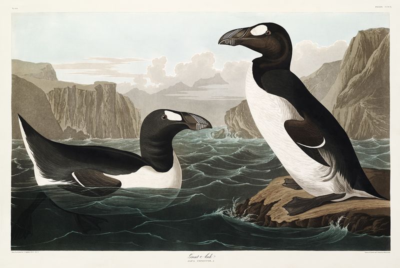 Great Auk: The Northern Penguin