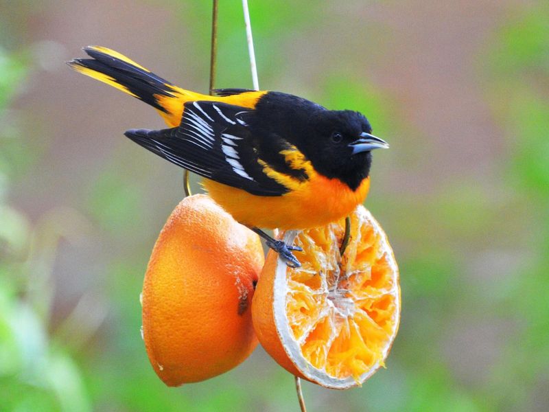 Baltimore Oriole