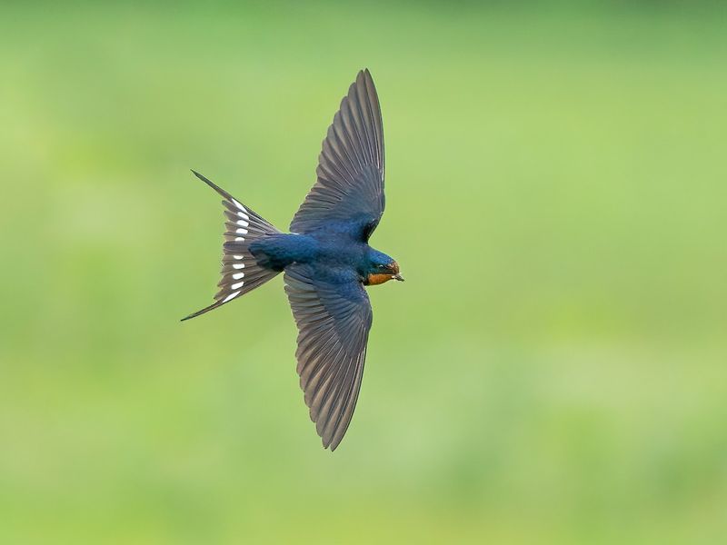 Barn Swallow