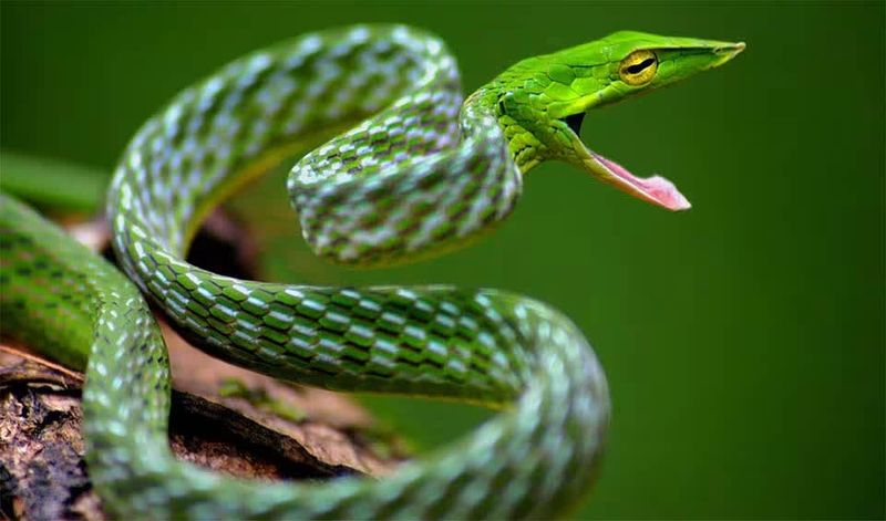 Vine Snake