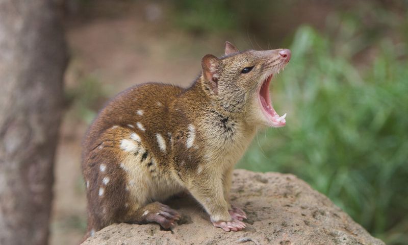 Quolls – Small But Mighty Marsupial Predators