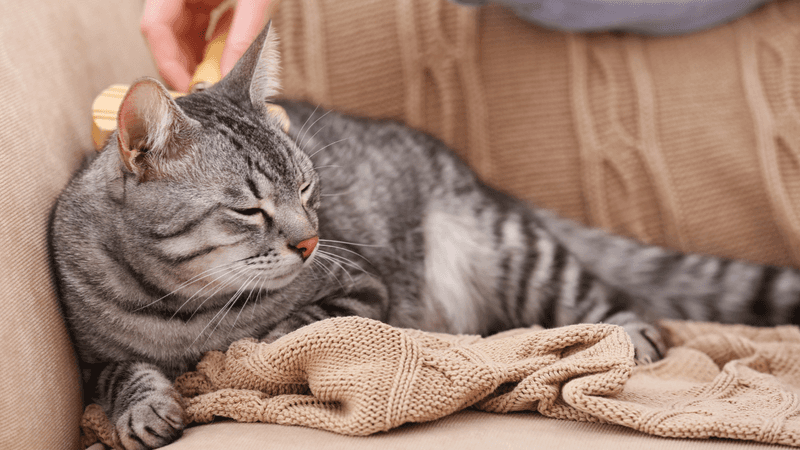 Touch Desensitization For Easier Handling
