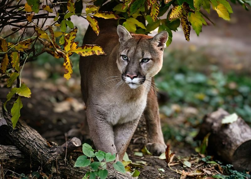 Fear-Based Ecosystem Management