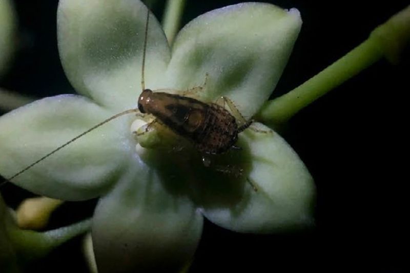 Cockroaches With Important Flower Jobs