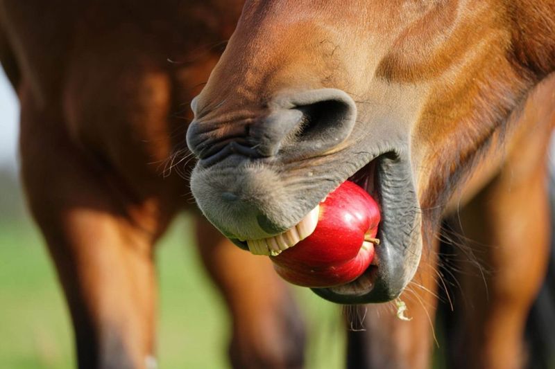 Apples