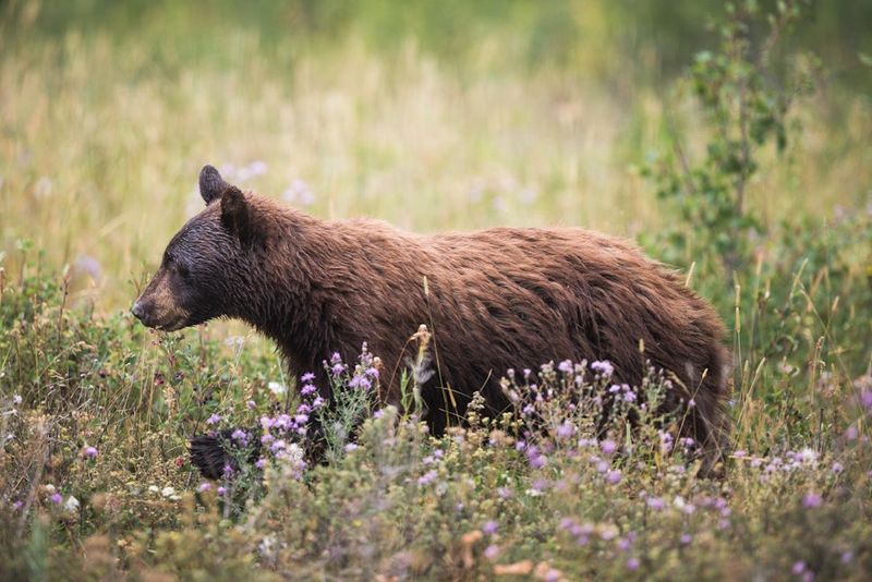 Make Noise While Hiking To Alert Bears Of Your Presence