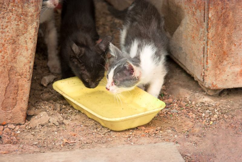 Feed During Cooler Hours