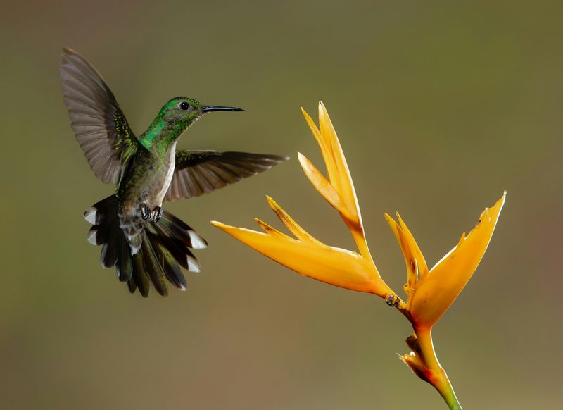 Memory Champions Of The Bird World