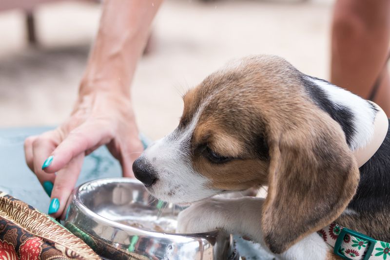 Pawing At Water Bowls