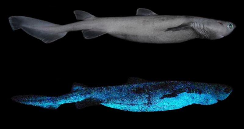Ninja Lanternshark's Glowing Disguise