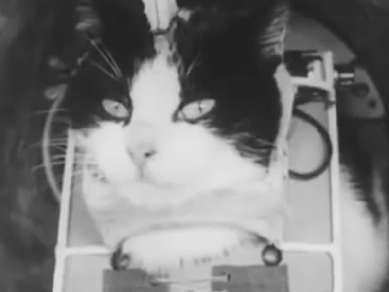 Félicette: The First Feline Astronaut