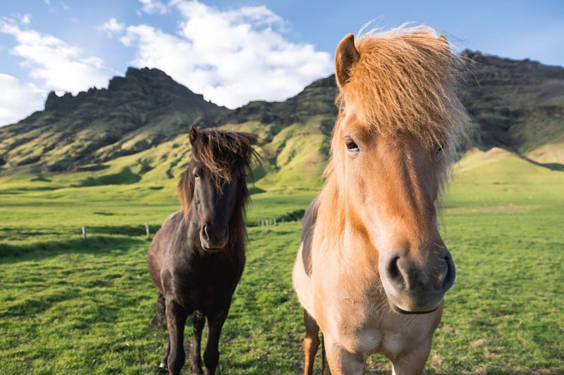 Icelandic Horse: Pure For A Millennium