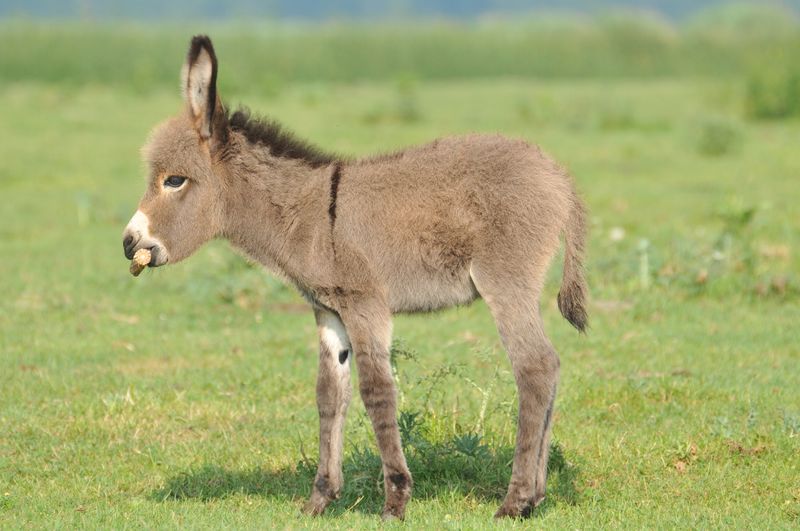 Miniature Mediterranean Donkey