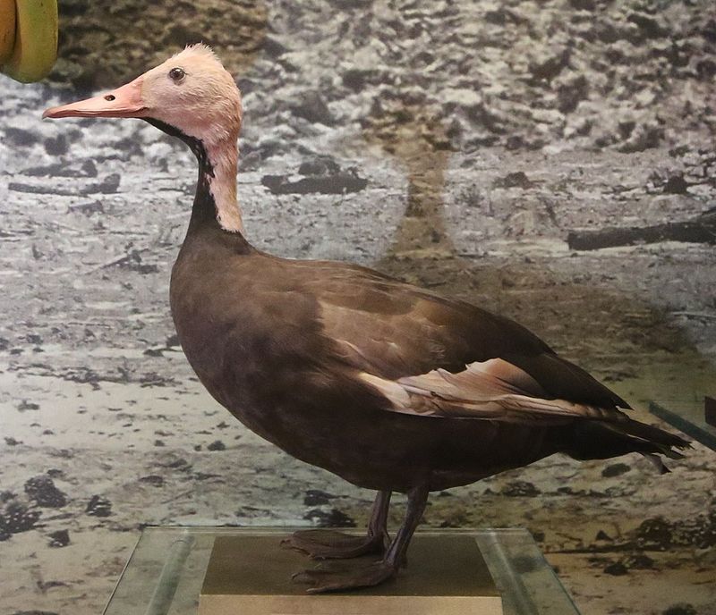Pink-Headed Duck