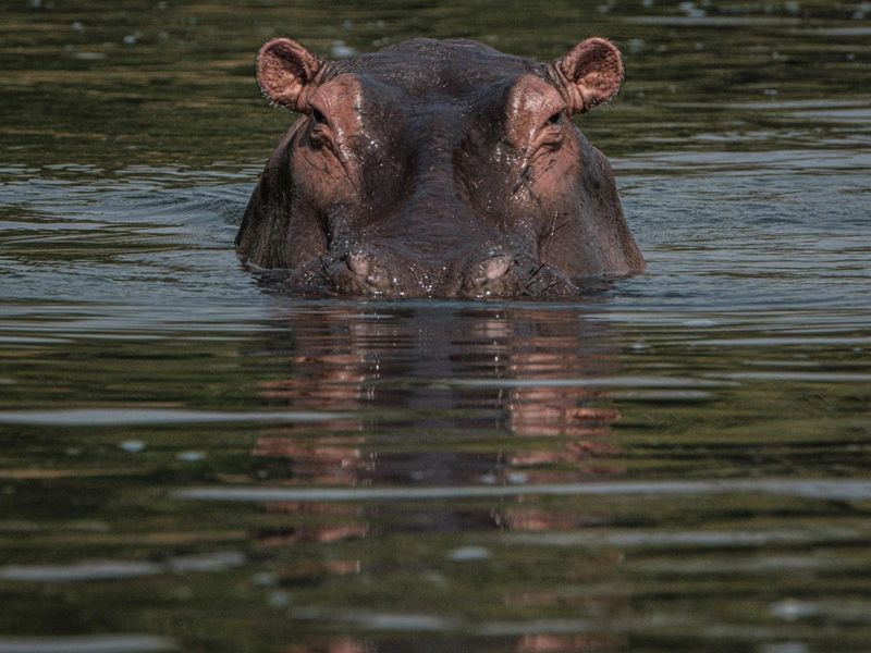 Hippo