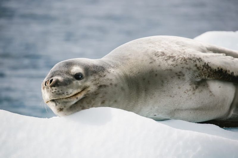 Leopard Seal: Antarctic Smile Factory