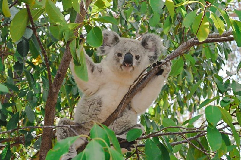Koala