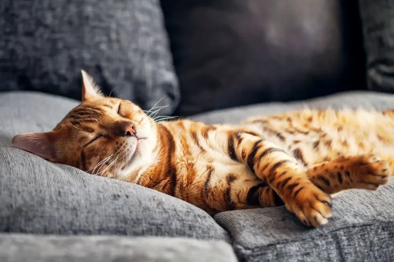 Catnap Champions