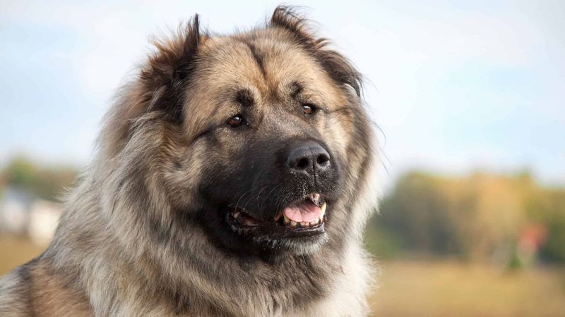 Caucasian Shepherd: Mountain Guardian
