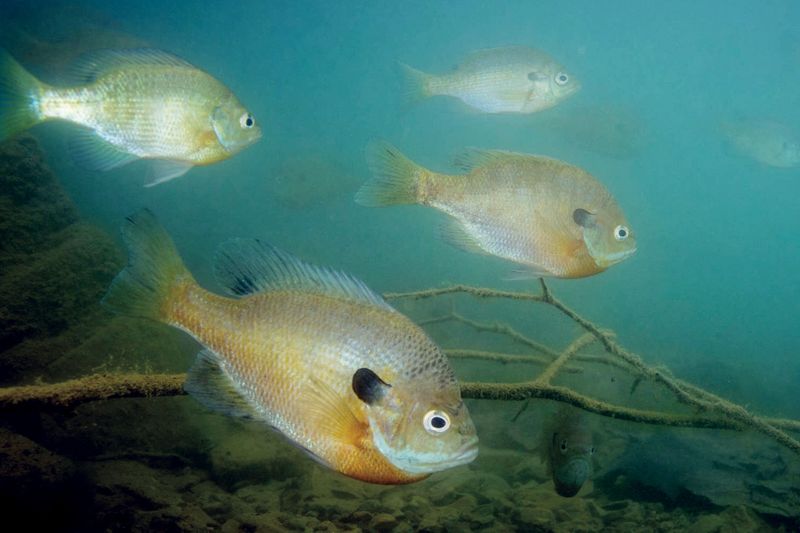 Find Spawning Beds