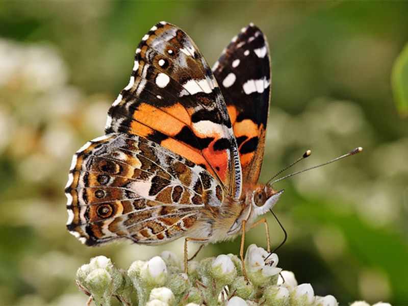 Record-Breaking Annual Migrations