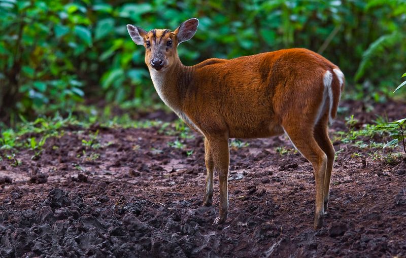 Deer And Muntjacs