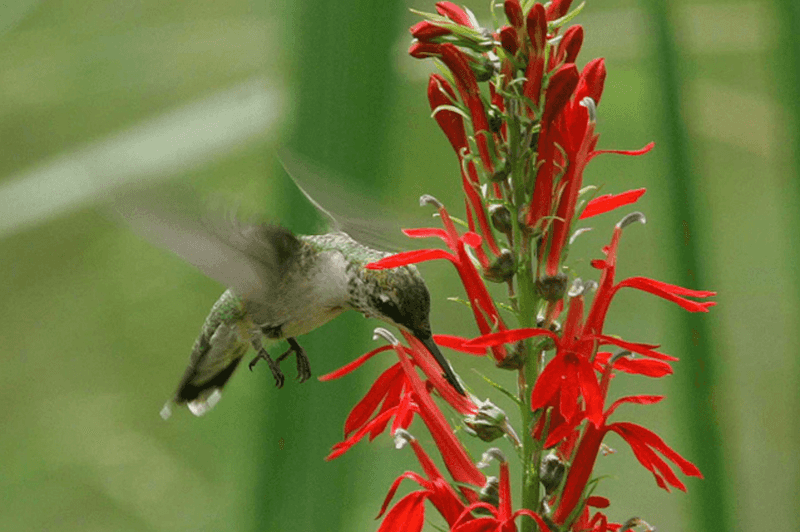 Cardinal Flower (Lobelia cardinalis)
