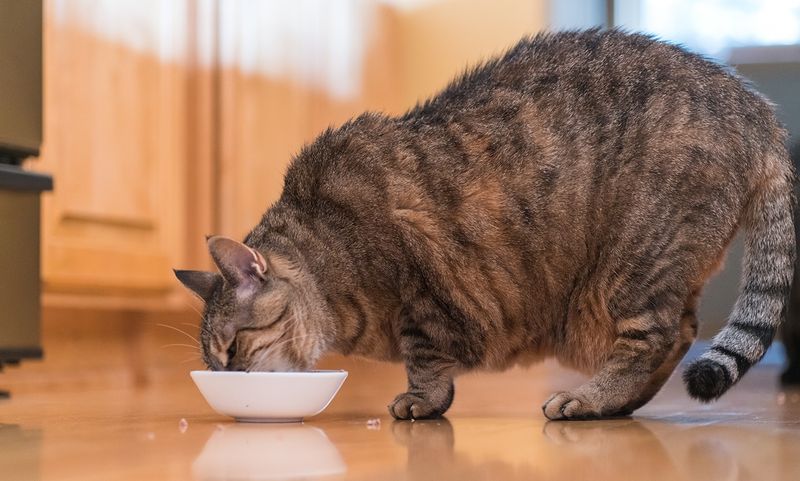 Extra Food Doesn't Fill Emotional Needs