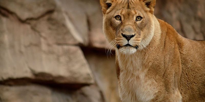 Lions