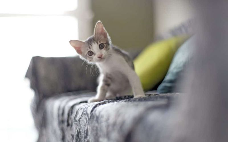Cats' Quiet Curiosity