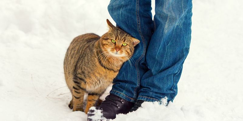 Sociable Cats Show Affection