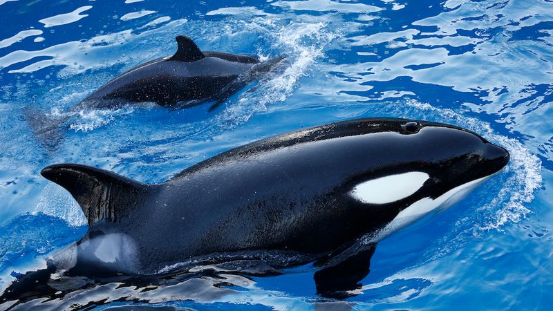 Orcas Mourn Calves For Weeks