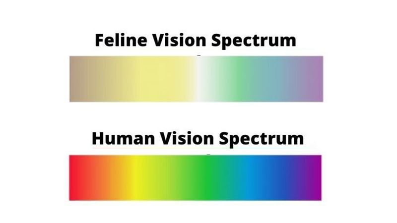 Cats See Colors Differently Than Humans