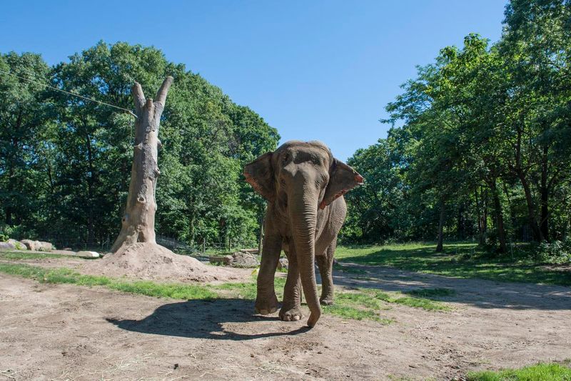 Elephants