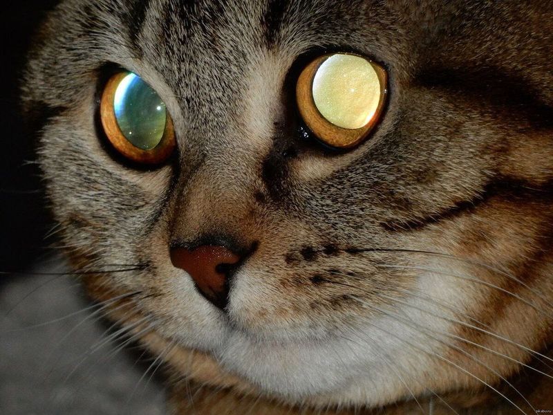 The Tapetum Lucidum And Cats' Night Vision