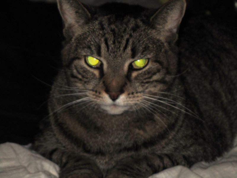 Why Cats' Eyes Appear To Glow In The Dark