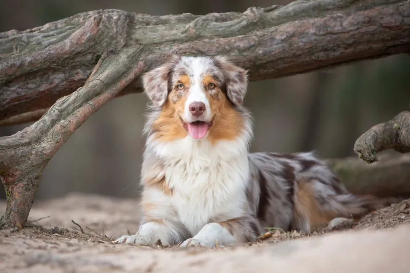 Dogs: How Much Can They Move Without A Tail?