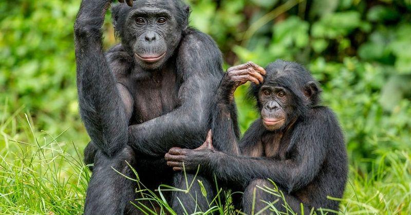 Chimpanzees: Our Closest Relatives Are Natural Lie Detectors