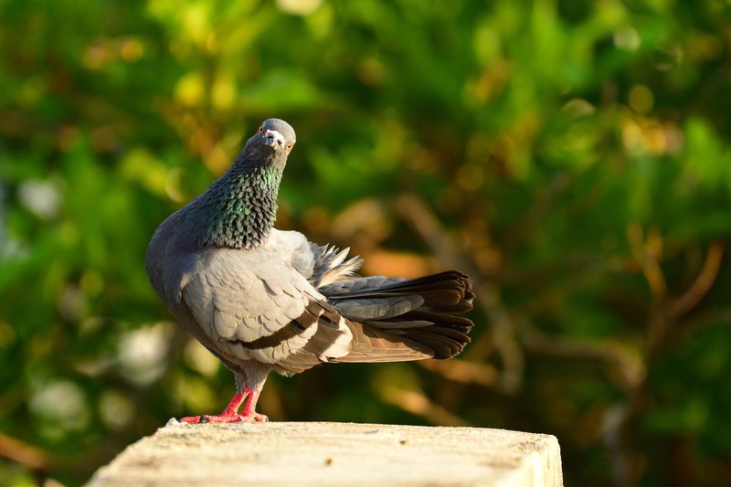 Pigeons: Unexpected Facial Recognition Masters