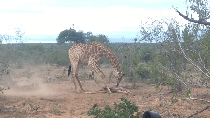 Giraffes Form Grieving Circles