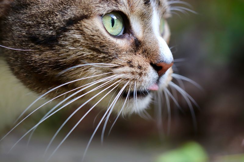 The Importance Of Cats' Whiskers For Navigation