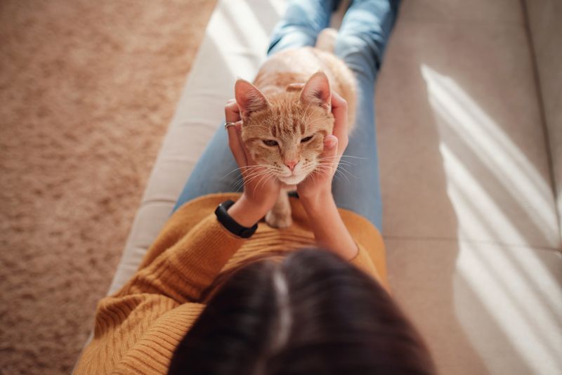 How Cats See Humans