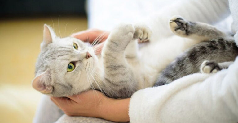Cats Vs. Dogs: 14 Emotional Superpowers Cats Have On Lock