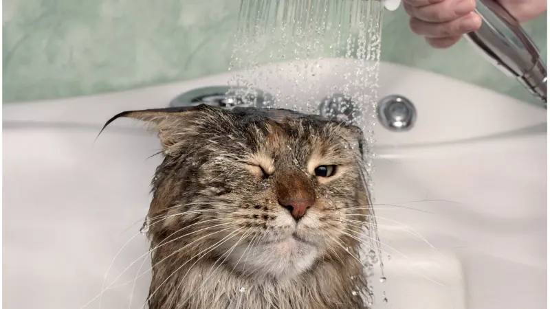 Cats' Fascination With Water