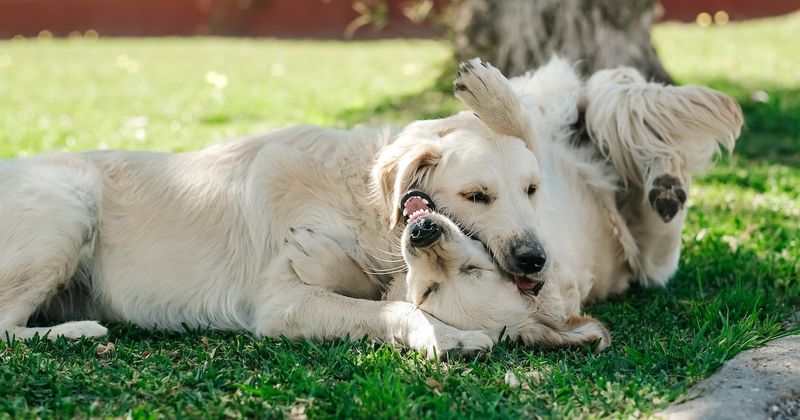 Golden Retrievers: Friendship Experts