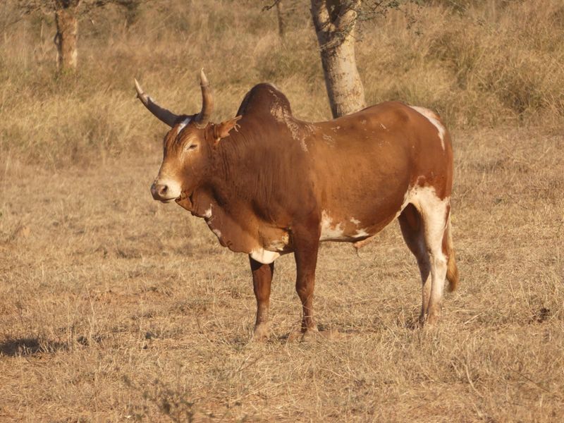 Modern Marvels: Today's Cattle Diversity