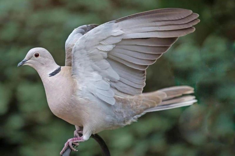 Eurasian Collared Dove