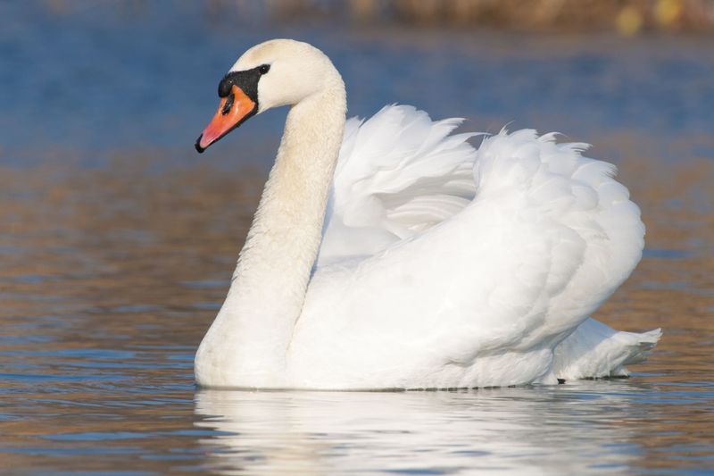 Mute Swan