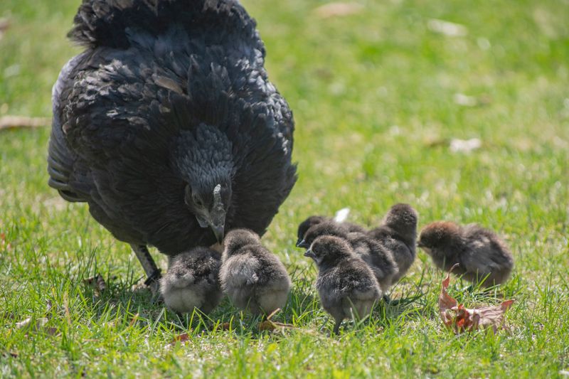 Chickens: The Breakfast Providers