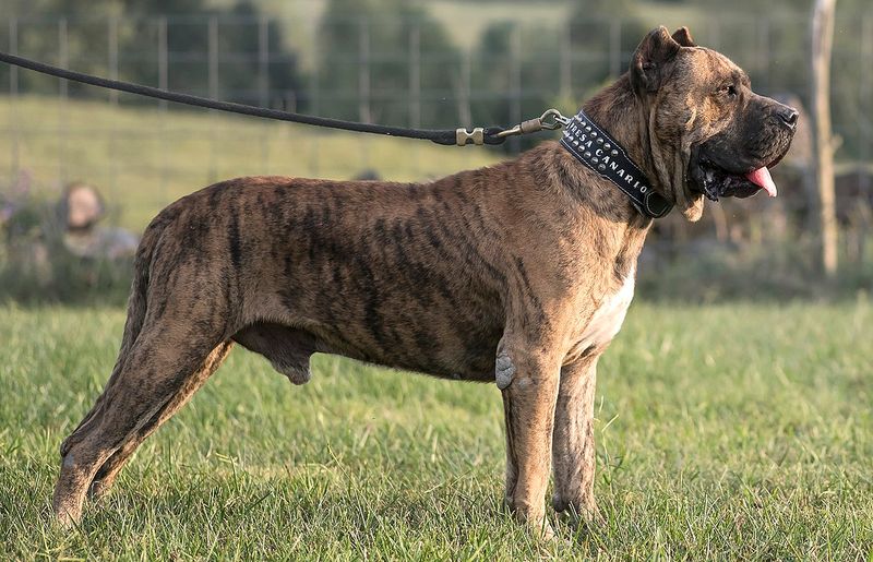 Fila Brasileiro